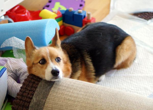 A tri-color corgi lying on the floor with her head resting on a rolled up rug.