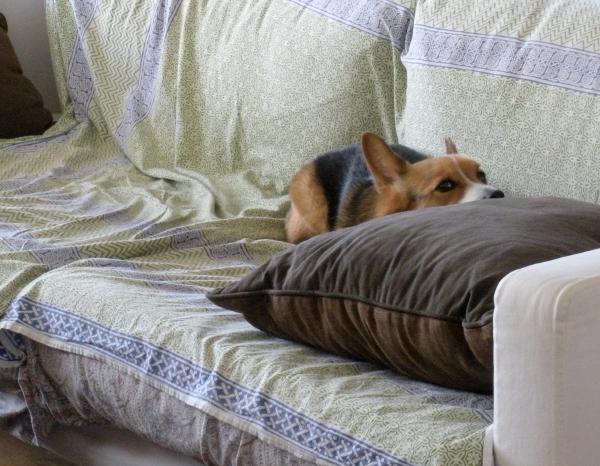 A tri-color corgi lying on a couch with her head resting on a pillow