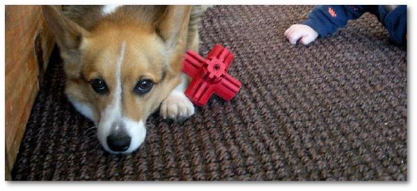 A tri-color corgi lying on the floor facing the camera, with a baby's hand visible at the other side of the frame.