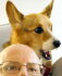 The head of a tri-color Pembroke Welsh Corgi, with jaw open, looking over the top of a bald White person wearing glasses.  The bottom of the image is cropped at the person's nose.