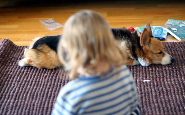 A tri-color corgi lying on the floor facing the camera, with a baby's hand visible at the other side of the frame.